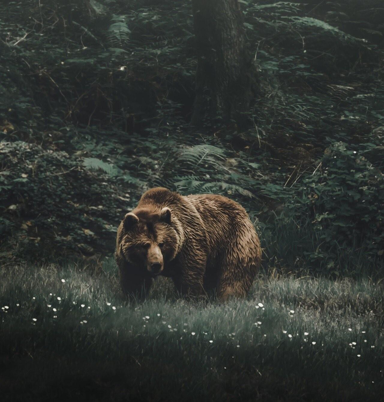 Эстетика Медведь