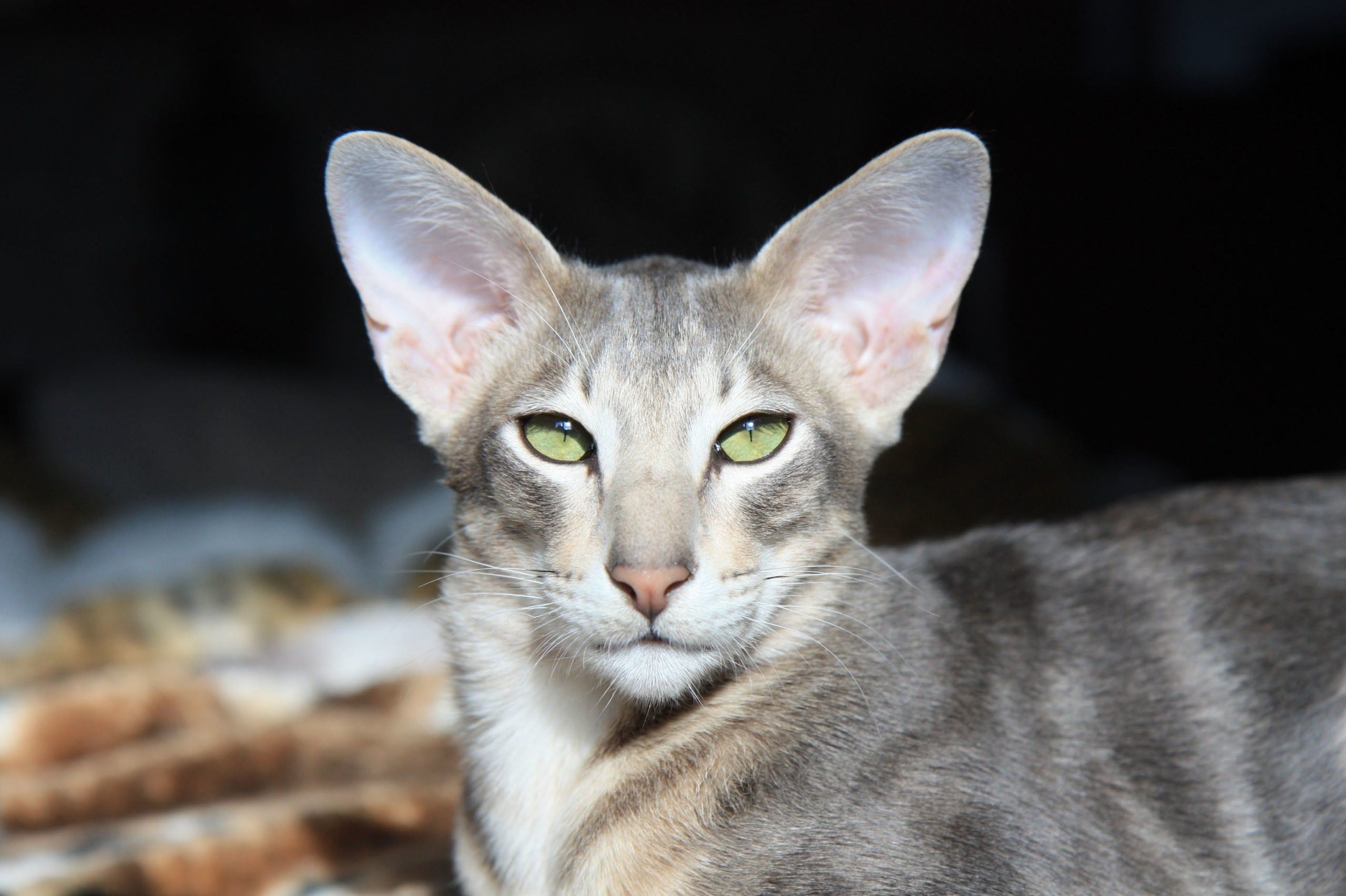 Порода кошки с огромными ушами фото