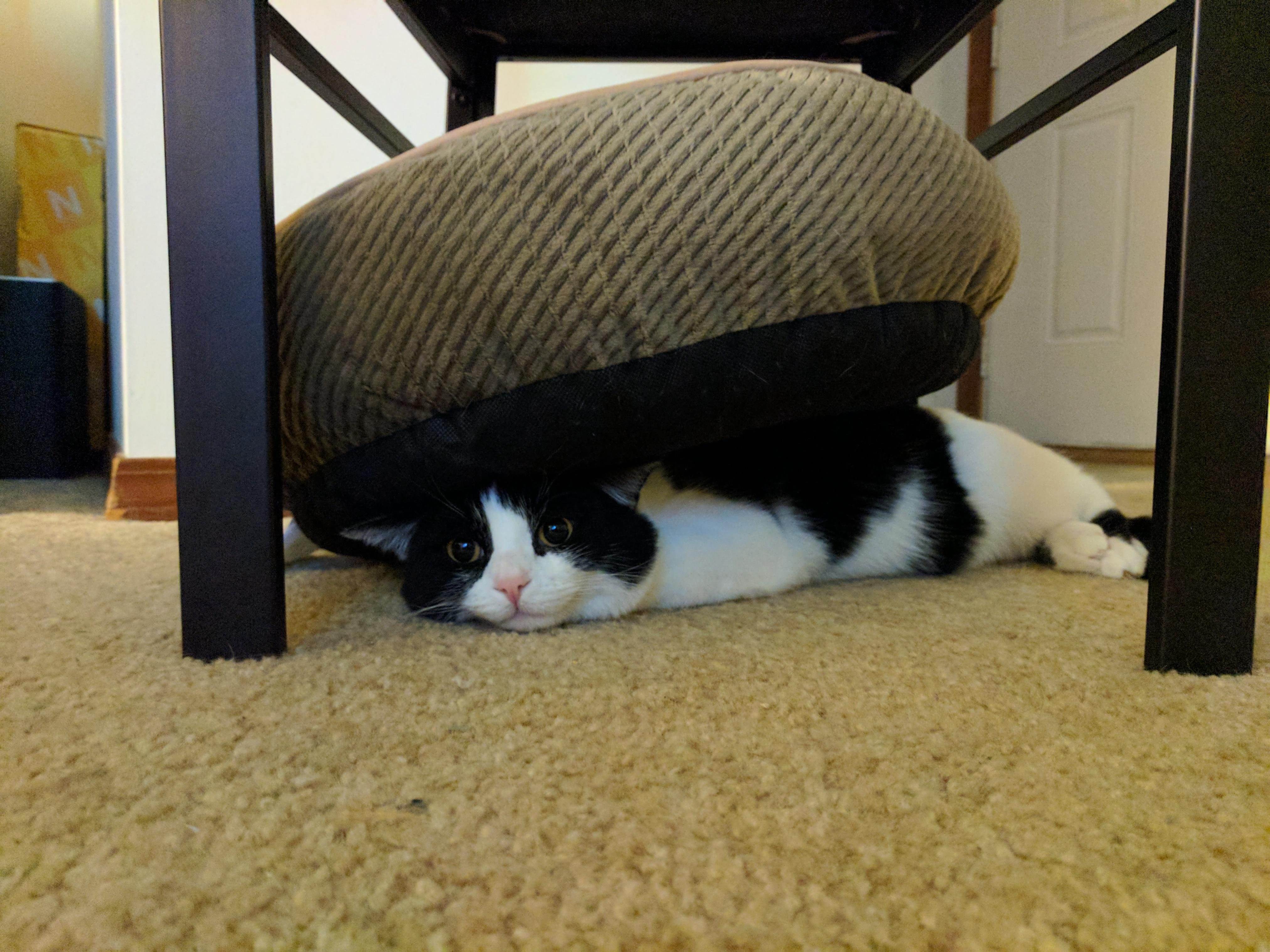 Котик под кроватью