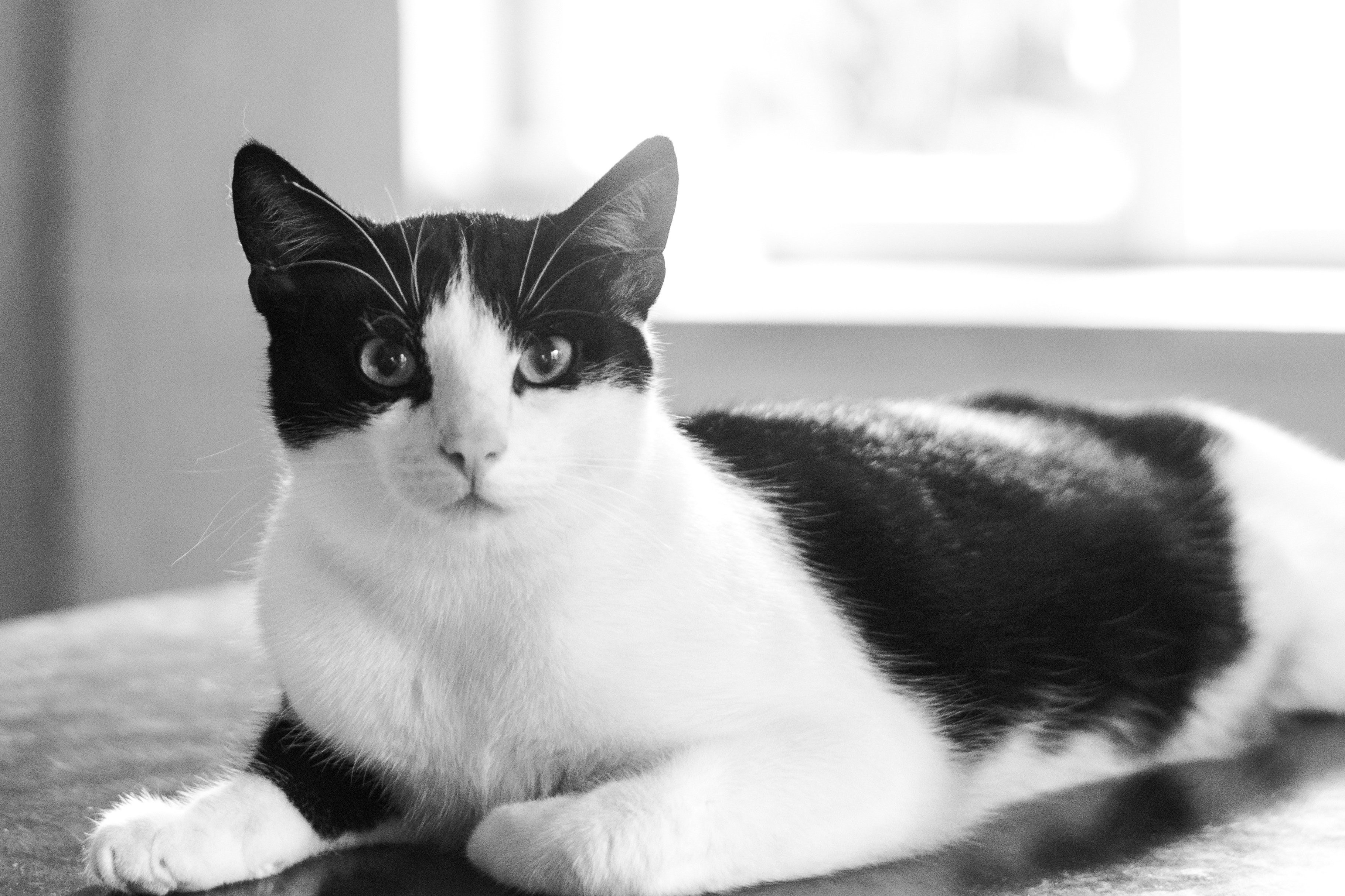 фото кошек черно белого окраса