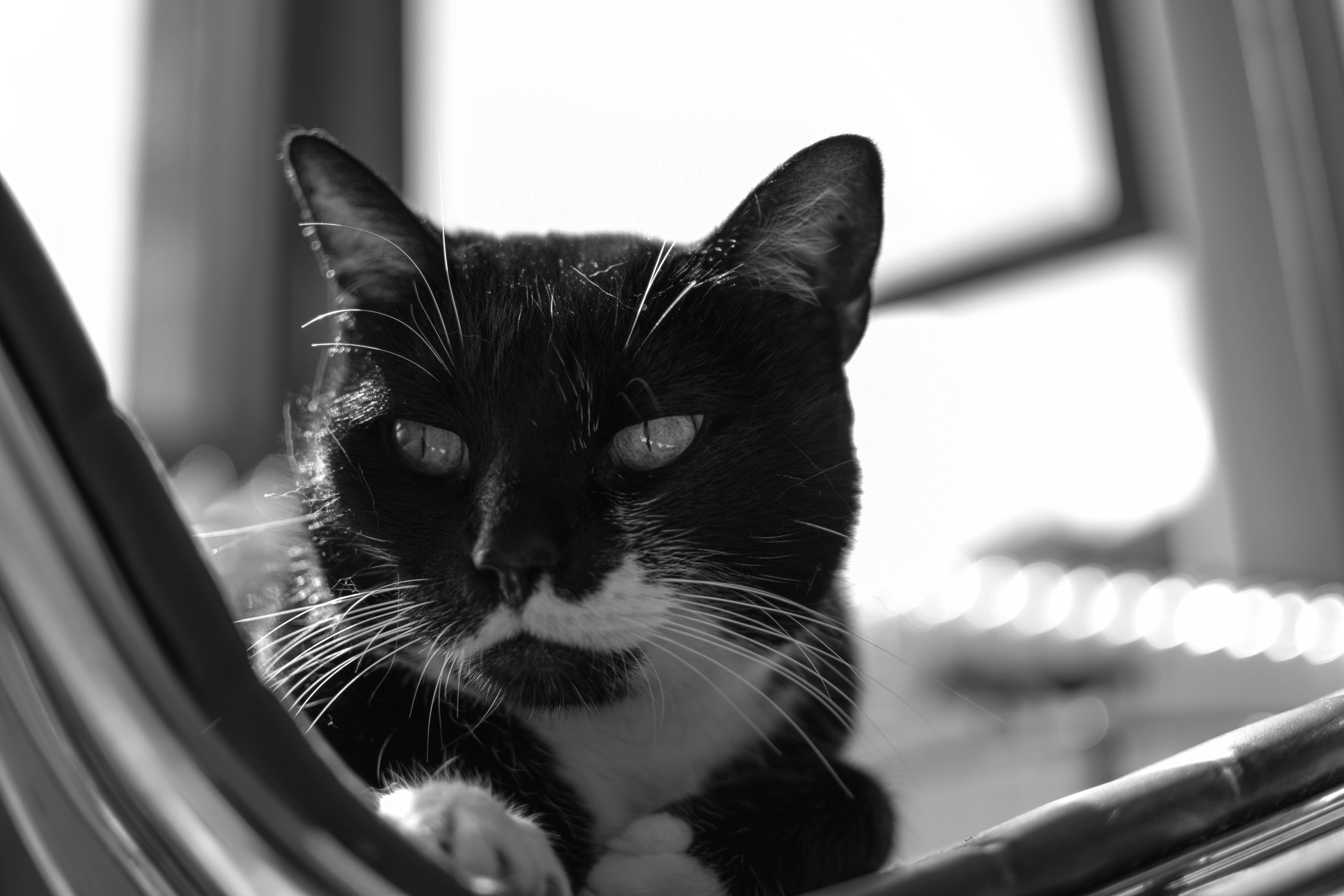 фотография черно белого кота