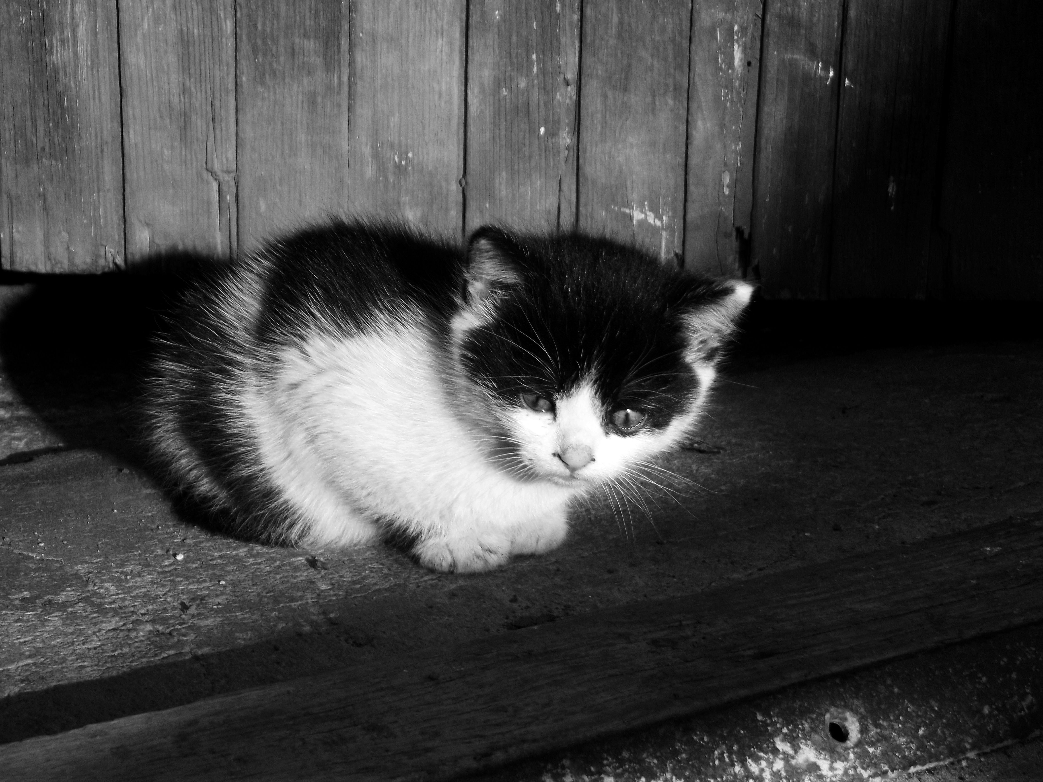 Черно белые картинки котят. Котенок черно-белый. Черно белый кот. Черно белая кошка. Котик черно белый.