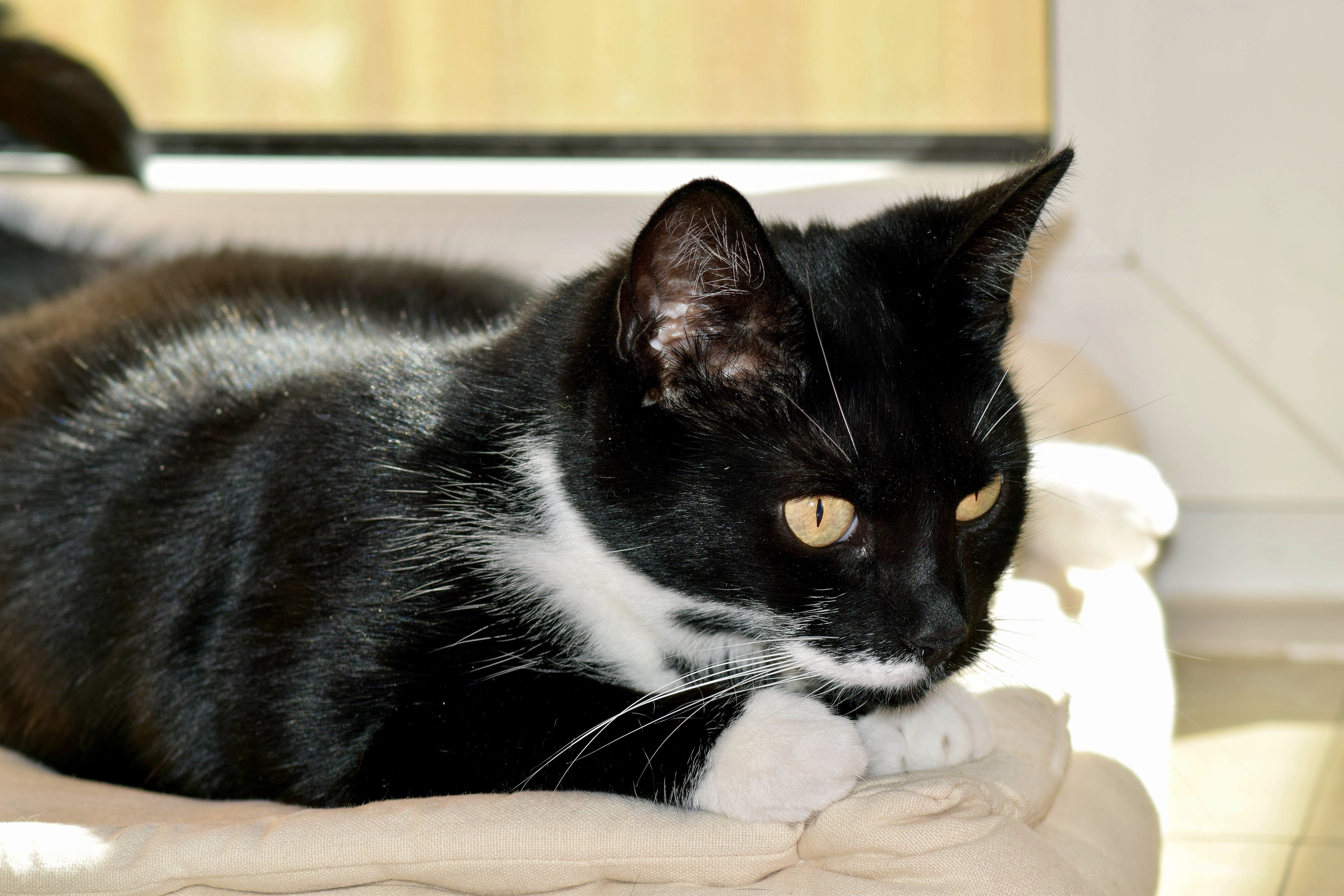 Черно белые котики. Европейская короткошерстная кошка черная. Европейская короткошерстная кошка черно-белая. Европейская короткошерстная кошка чёрно белая. Европейский короткошерстный кот бело чёрный.