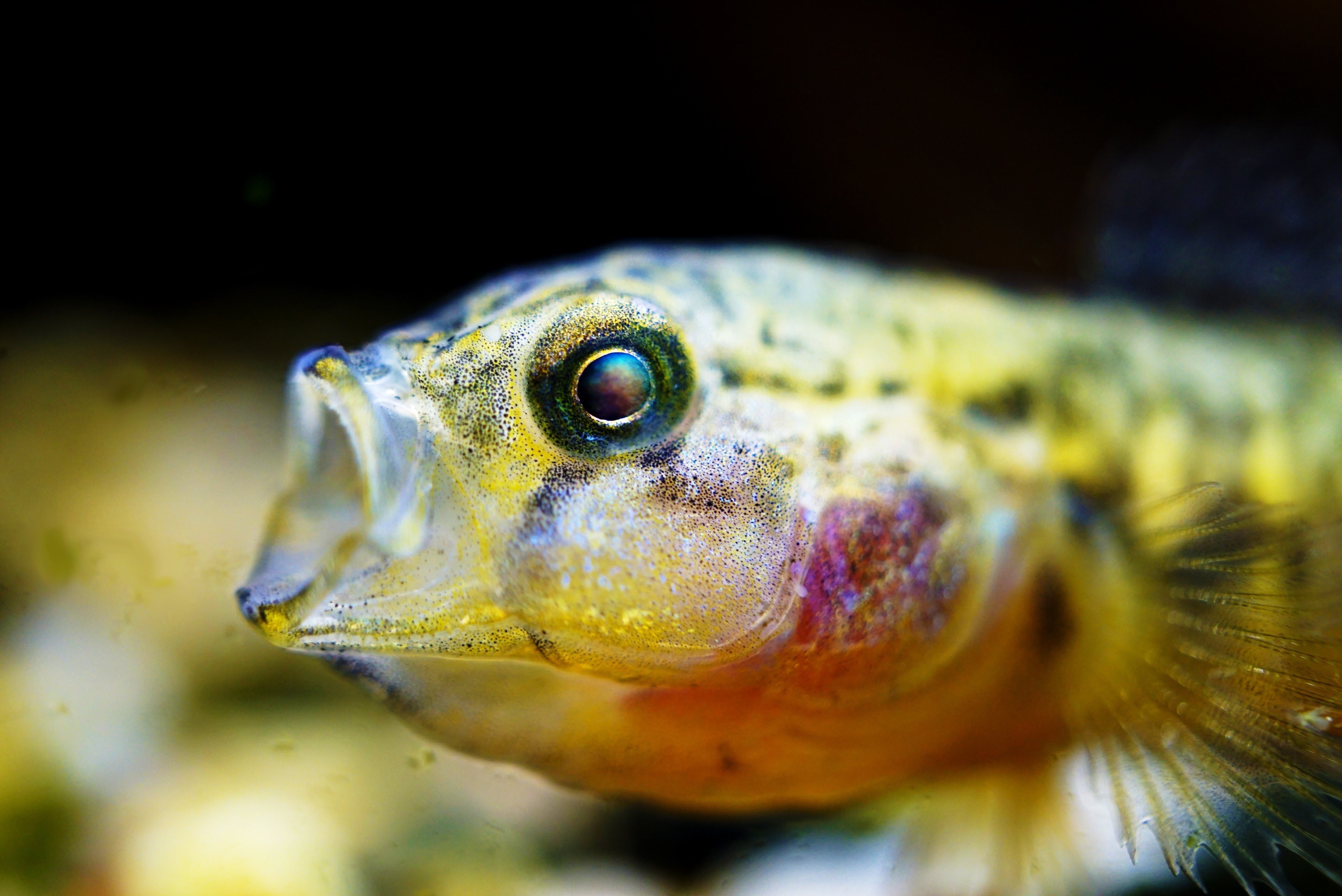 Какие глаза у рыб. Звездочет рыбка аквариумная. Глаз рыбы. Цуцик рыба. Милые рыбки.