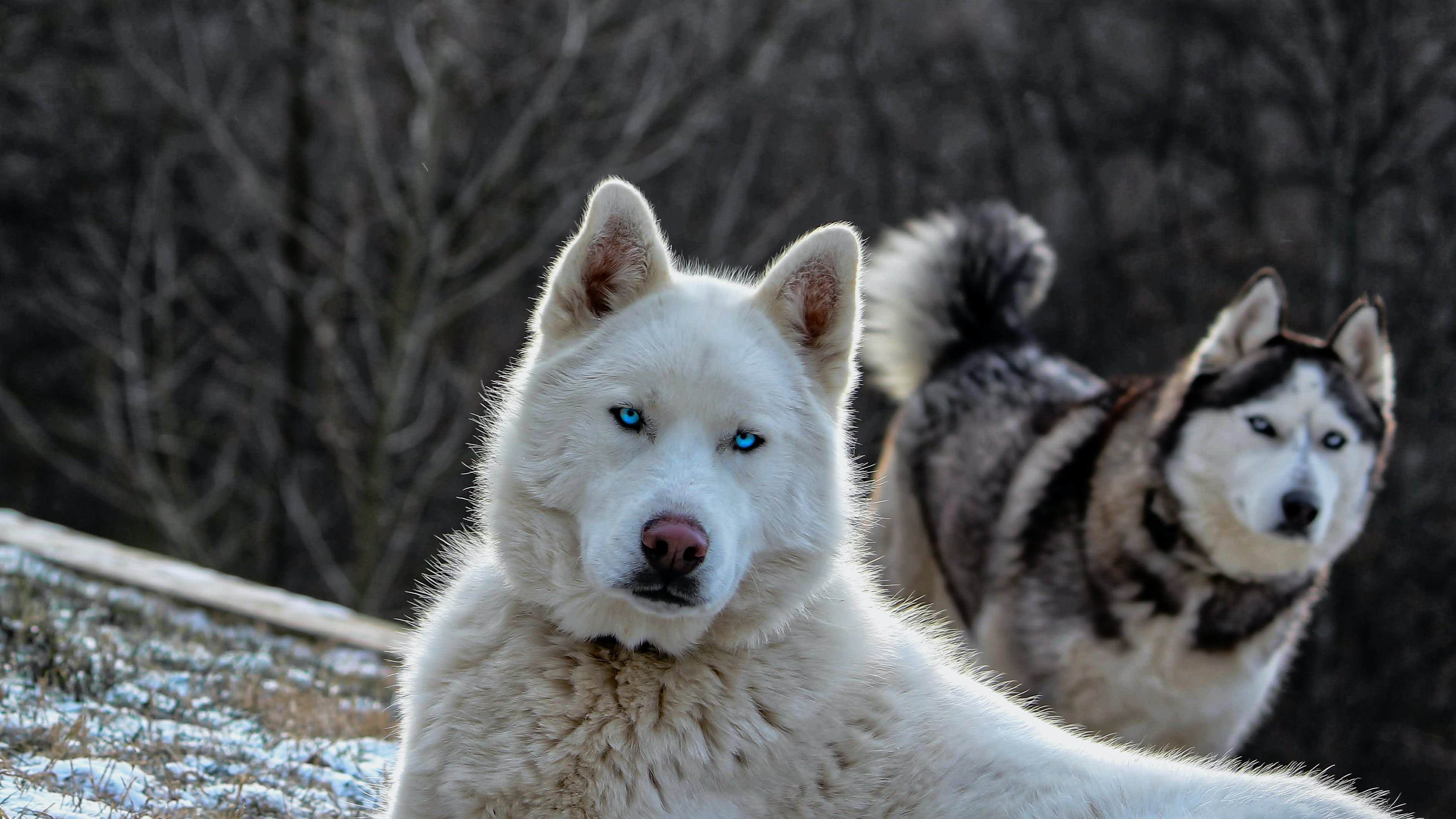 Фото хаски собаки на белом фоне
