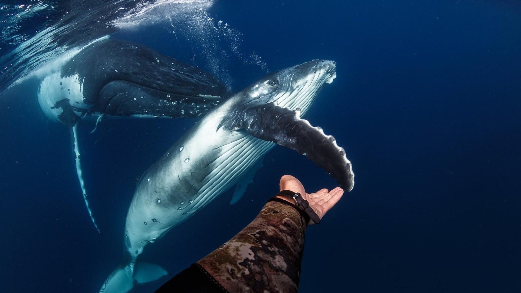 Жизнь синих китов. Кит Горбач. Синий кит и человек. Кит фото. Кит рядом с человеком.