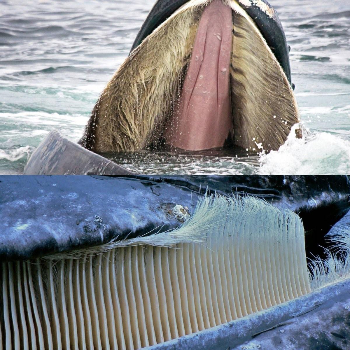 сколько в длину член кита фото 72