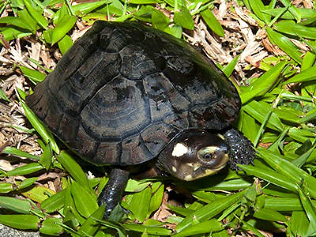 Черепаха 9 8. Черная Болотная черепаха Зибенрока. Siebenrockiella crassicollis. Южноамериканская килевая черепаха. Краснобрюхая черепаха.