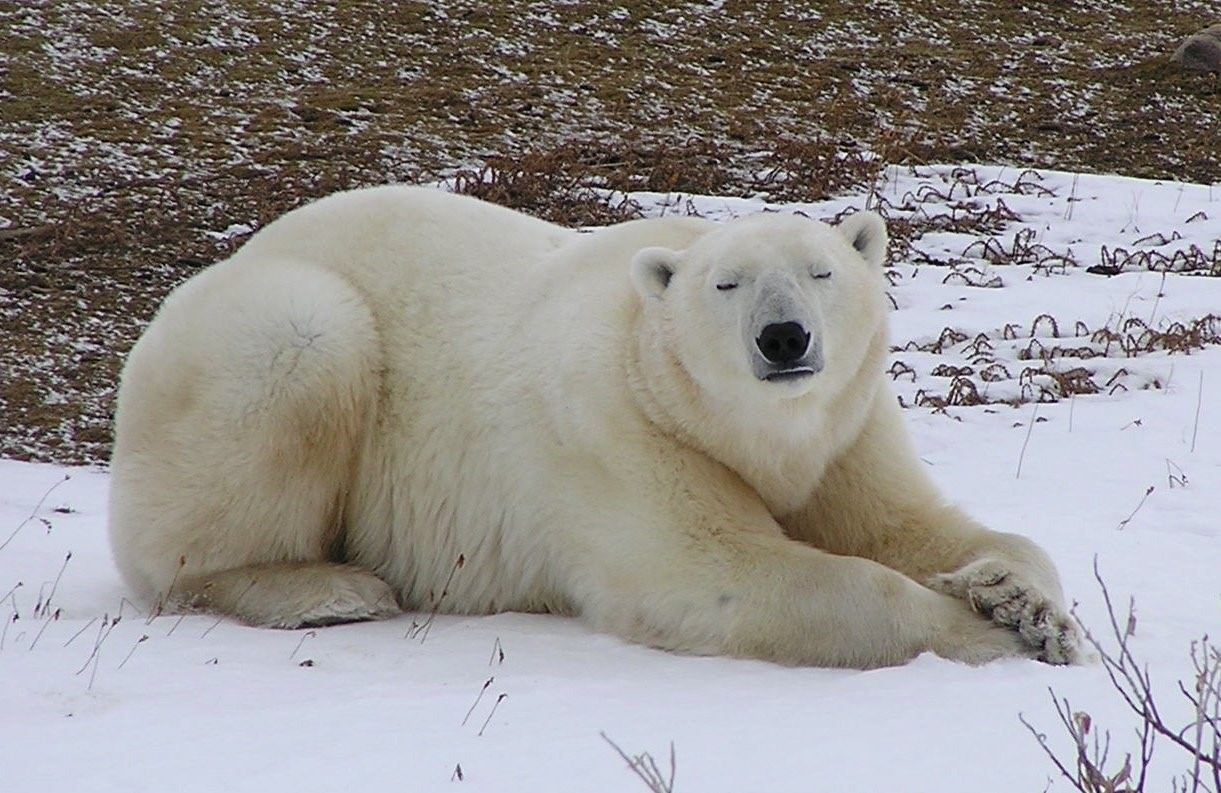 Белый медведь 2 литра фото