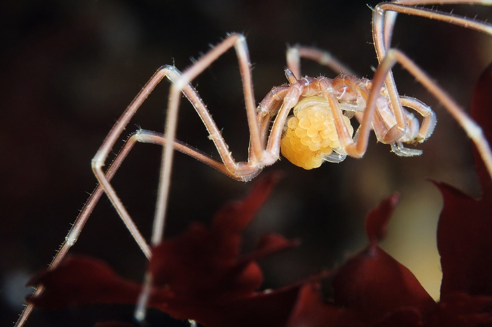 Фото морского паука