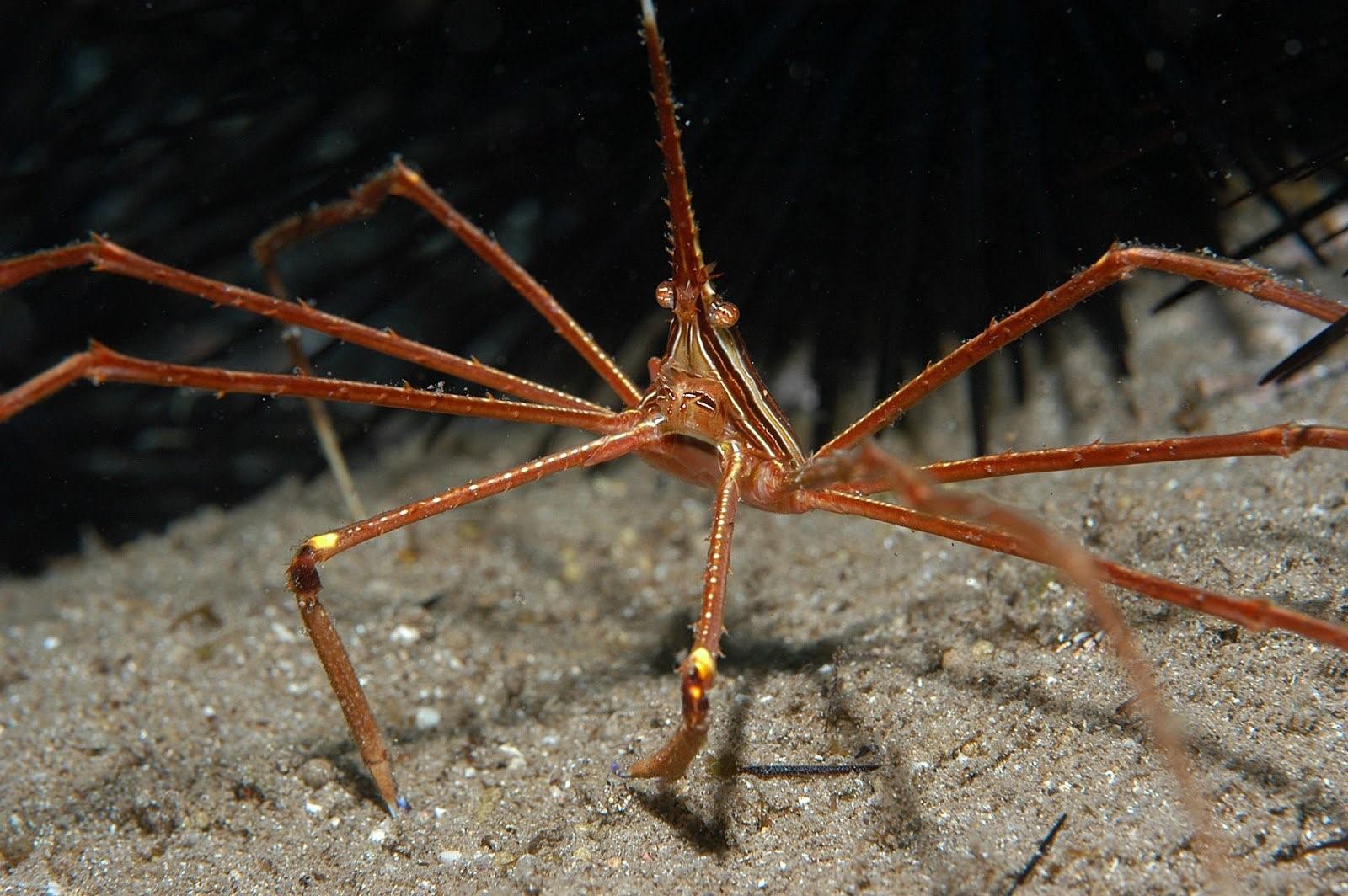 Фото морского паука