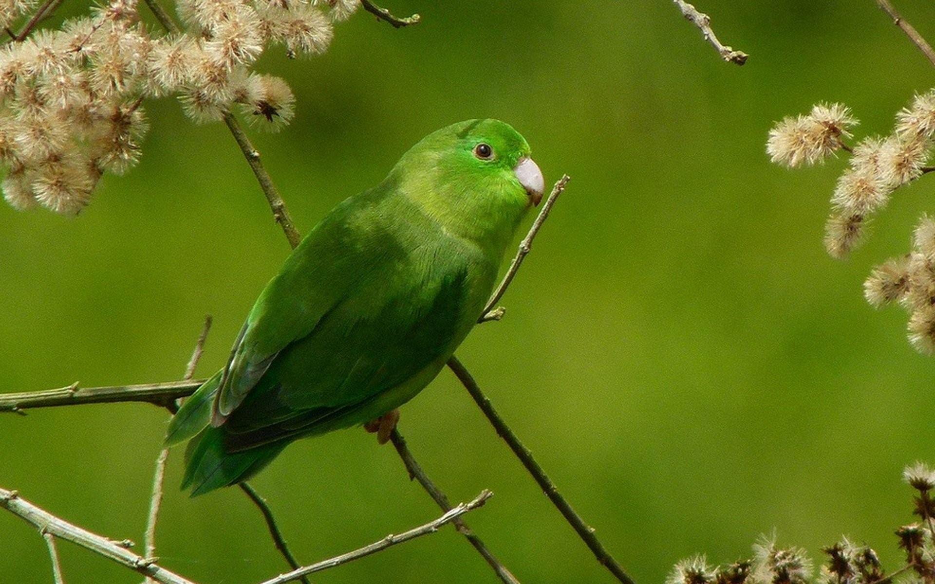 Зеленые Птички
