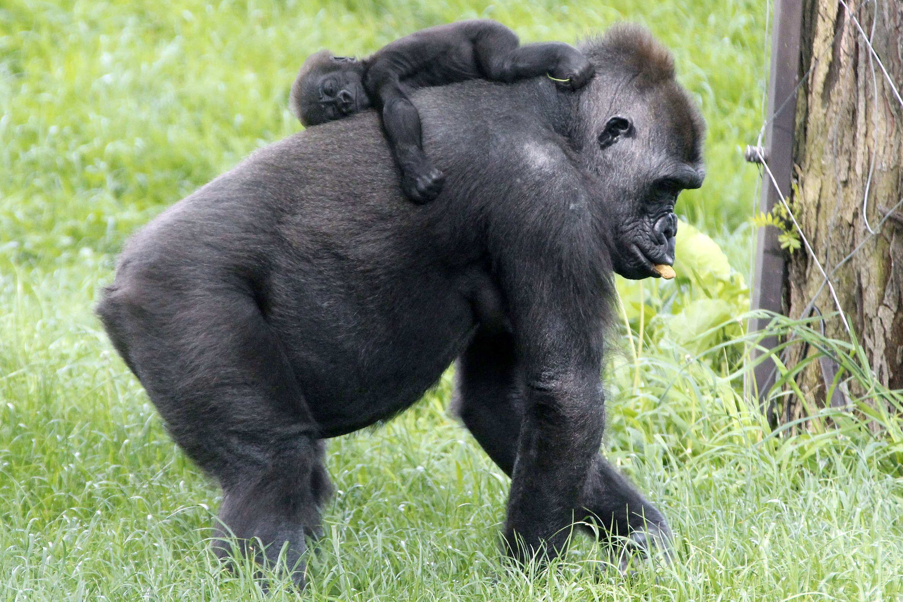 Gorilla animal. Горилла. Горилла, самка. Обезьяна горилла. Детеныш гориллы.