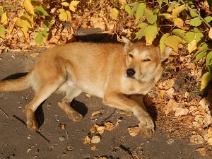 Собака дворняжка маленькая