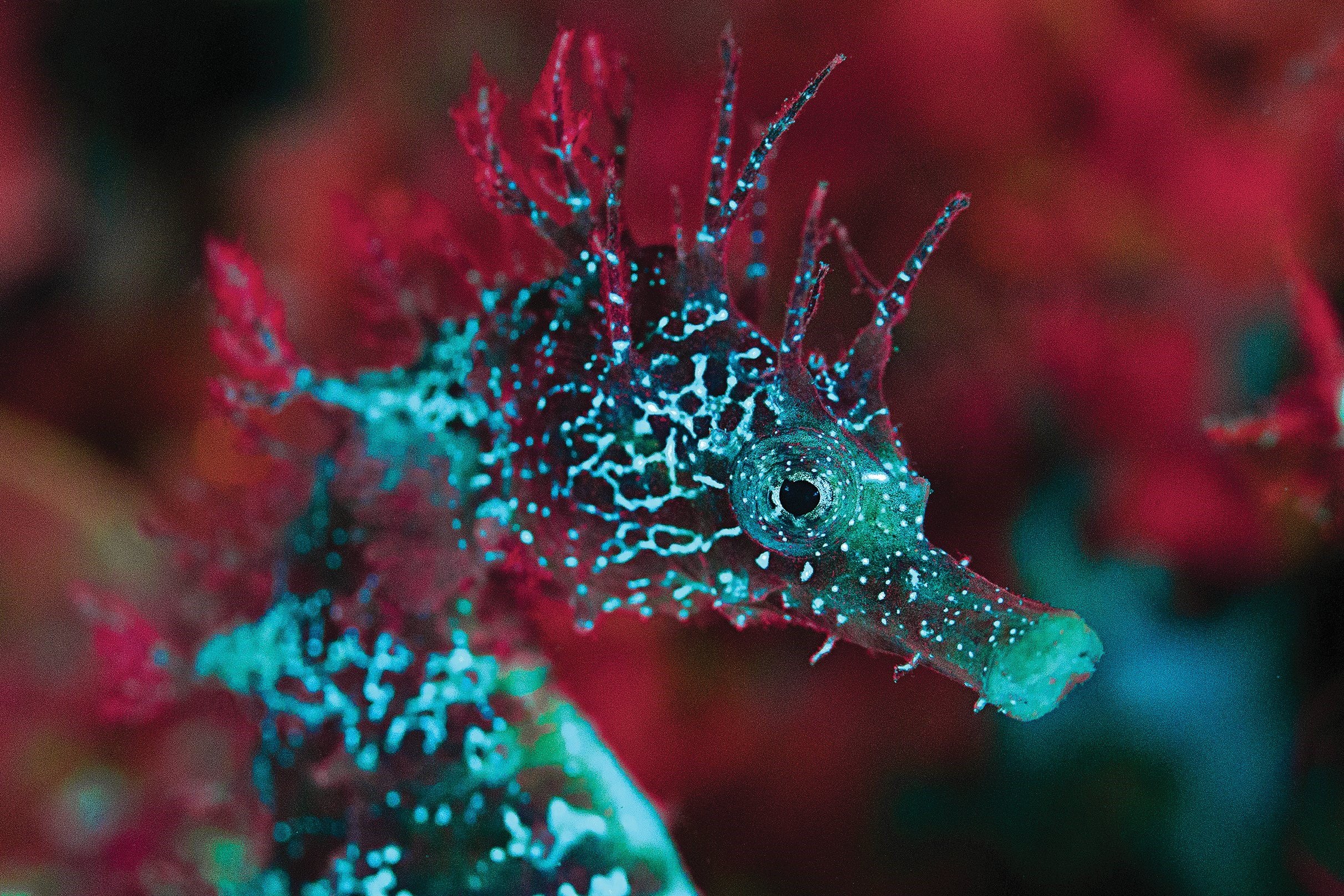 Морской конек живой. Морской конёк Fluorescence. Кораллы биолюминесценция. Удильщик и морской конёк. Морской конёк-тряпичник.