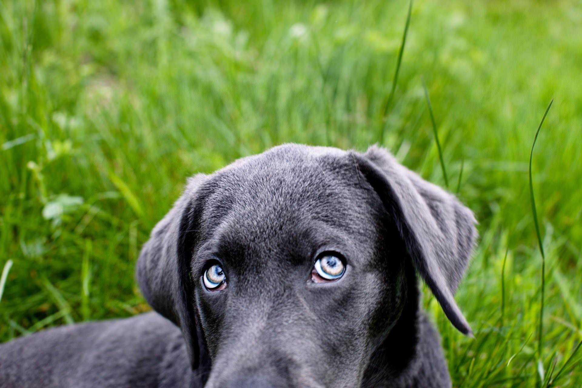 Порода собак с голубыми глазами. Лабрадор ретривер серый. Веймаранер лабрадор. Лабрадор черный голубоглазый. Лабрадор собака серый.