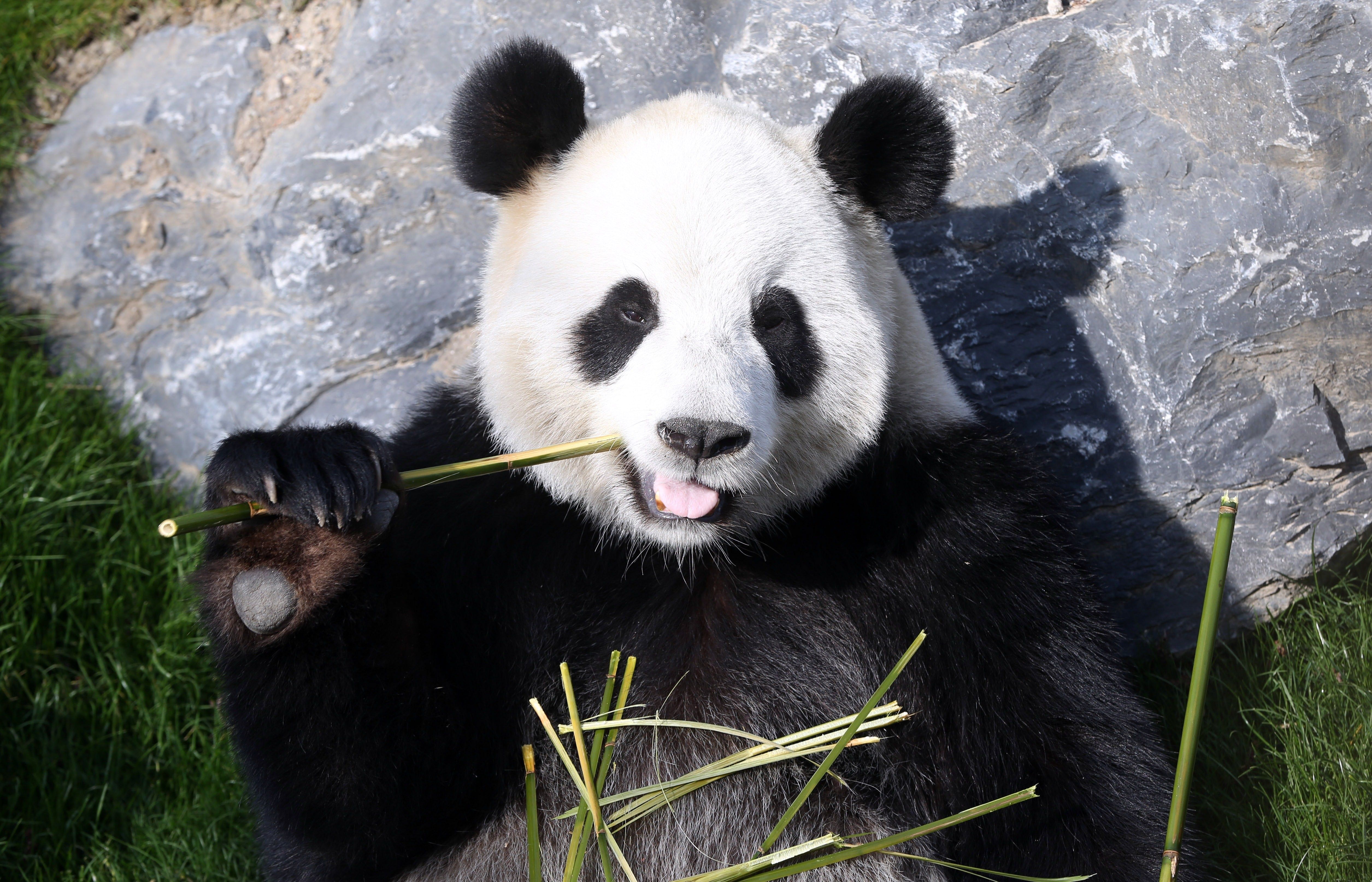 Большая панда сколько живут. Большая Панда. Смешная Панда. Панда фото. Большая Панда или бамбуковый медведь.
