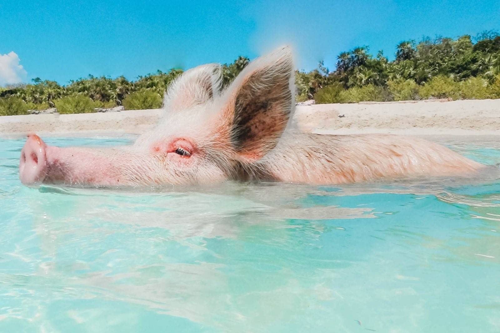 багамы свинки в океане