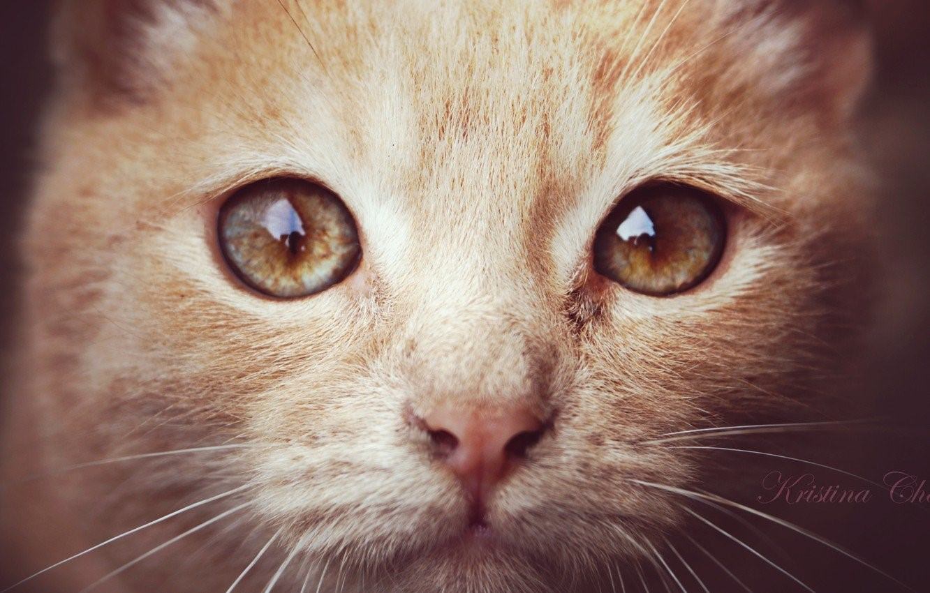 Животные с карими глазами. Кошачьи глаза карие. Котенок Светленький с карими глазками.