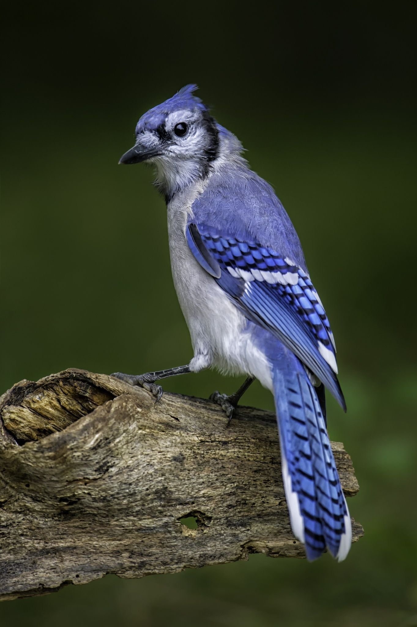 птица с синим пером