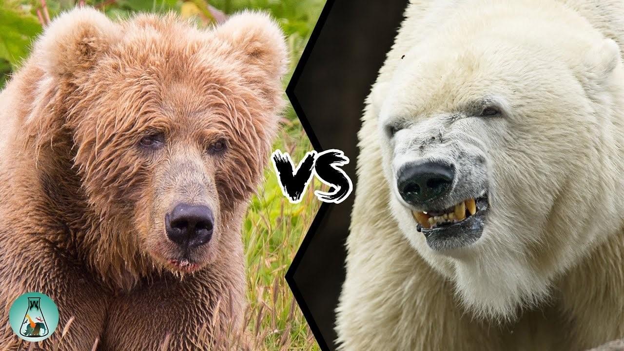 Бурый медведь против. Бурый медведь Кадьяк. Сибирский бурый медведь vs Кадьяк. Кадьяк медведь против Гризли. Кадьяк (медведь) бурые медведи.