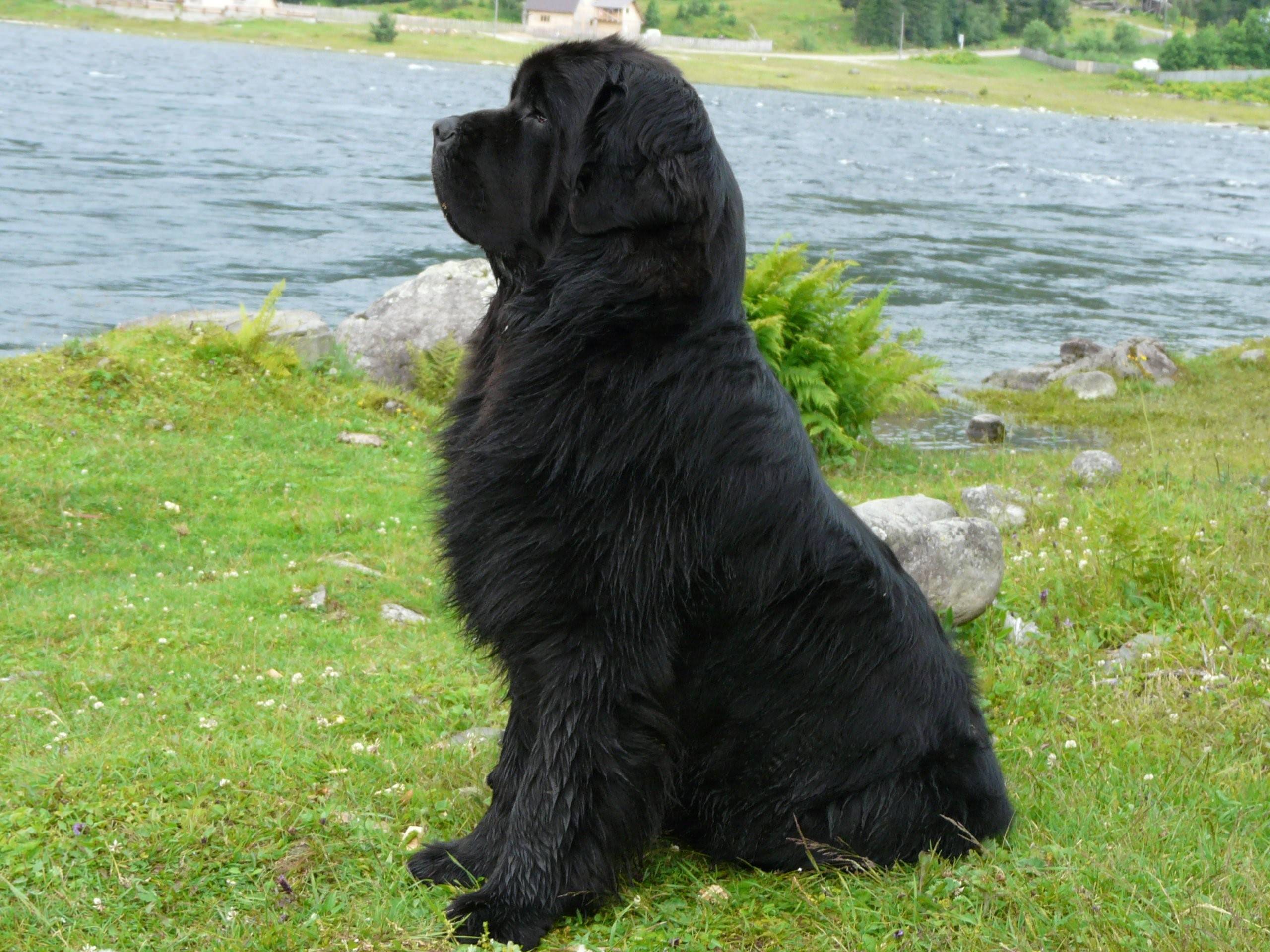 Ньюфаундленд длина реки. Ньюфаундленд. Ньюфаундленд собака. Собака водолаз ньюфаундленд. Ньюфаундленд щенок.