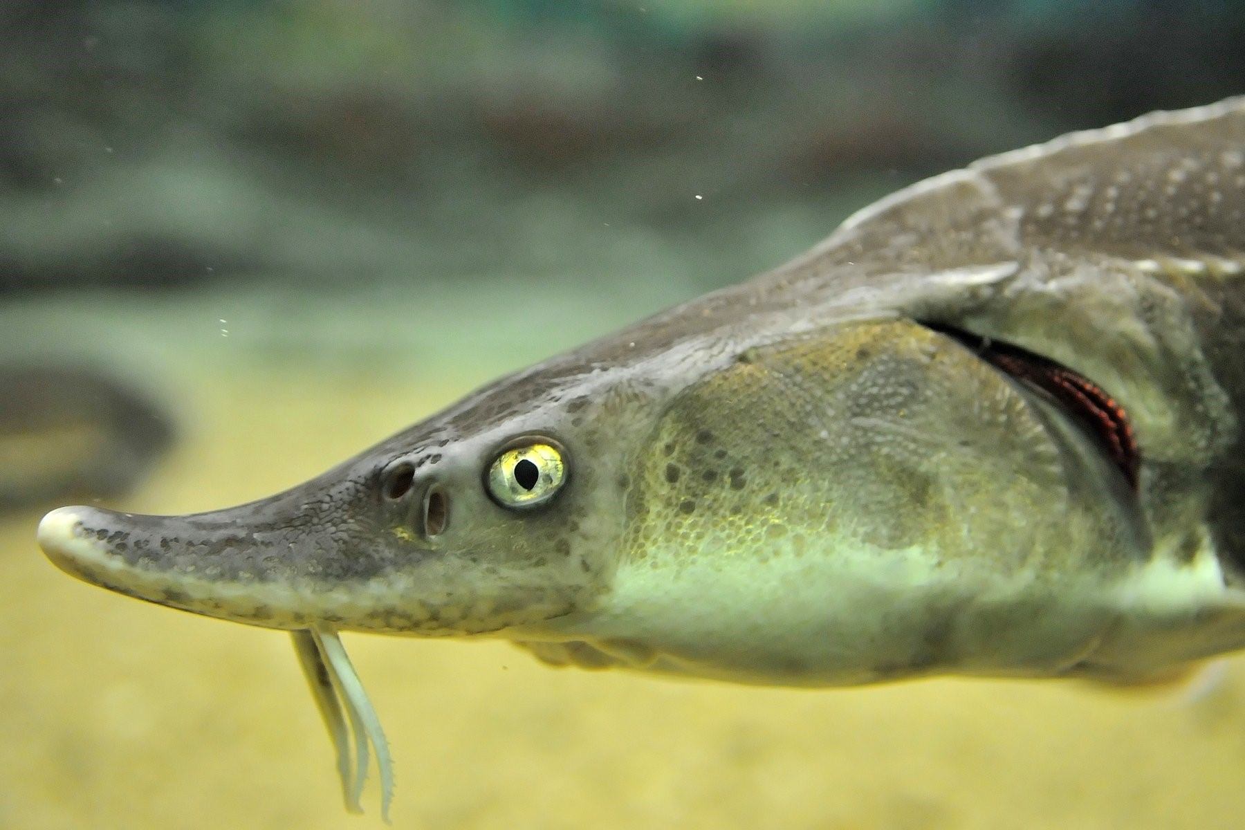 Рыба с утиным носом фото и название