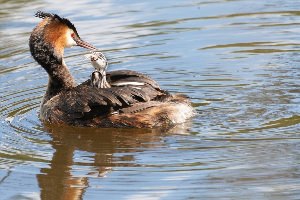 Водоплавающие птицы ленинградской области