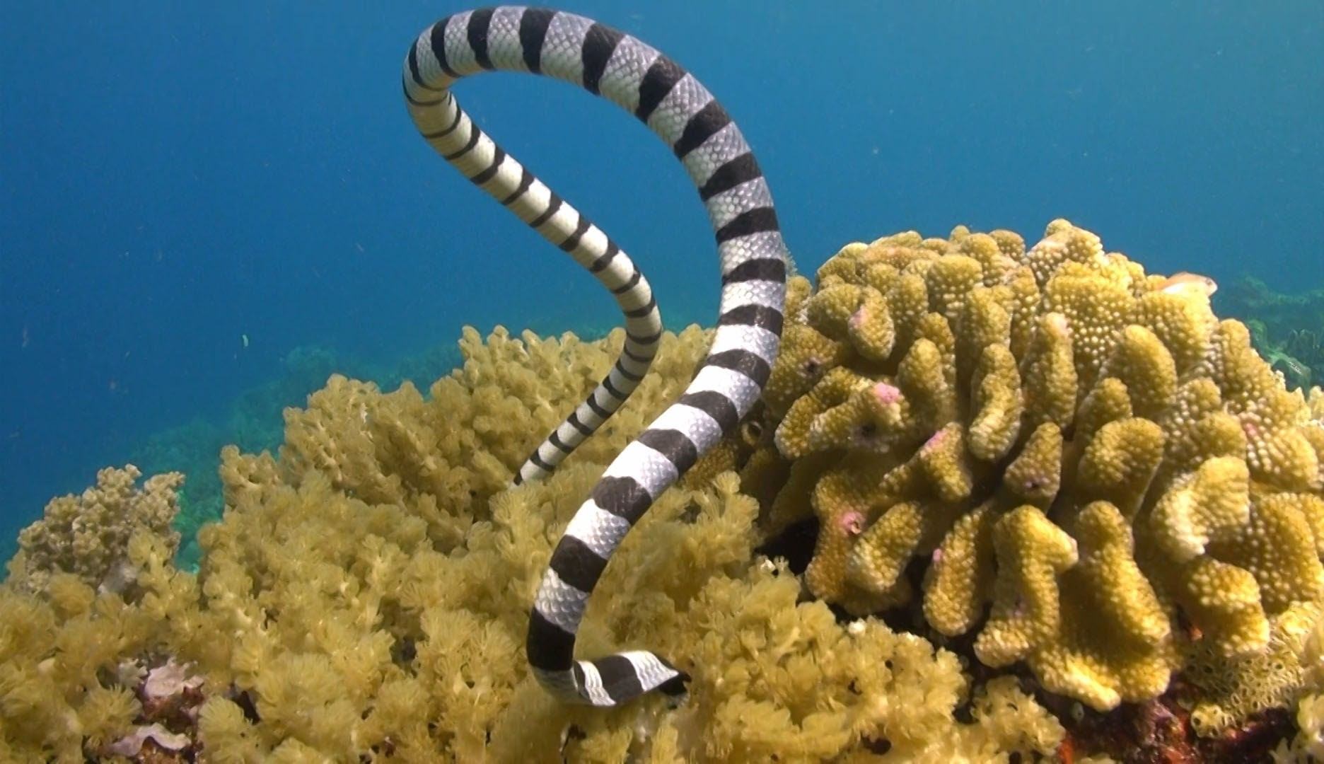 Морская змея на мальдивах фото
