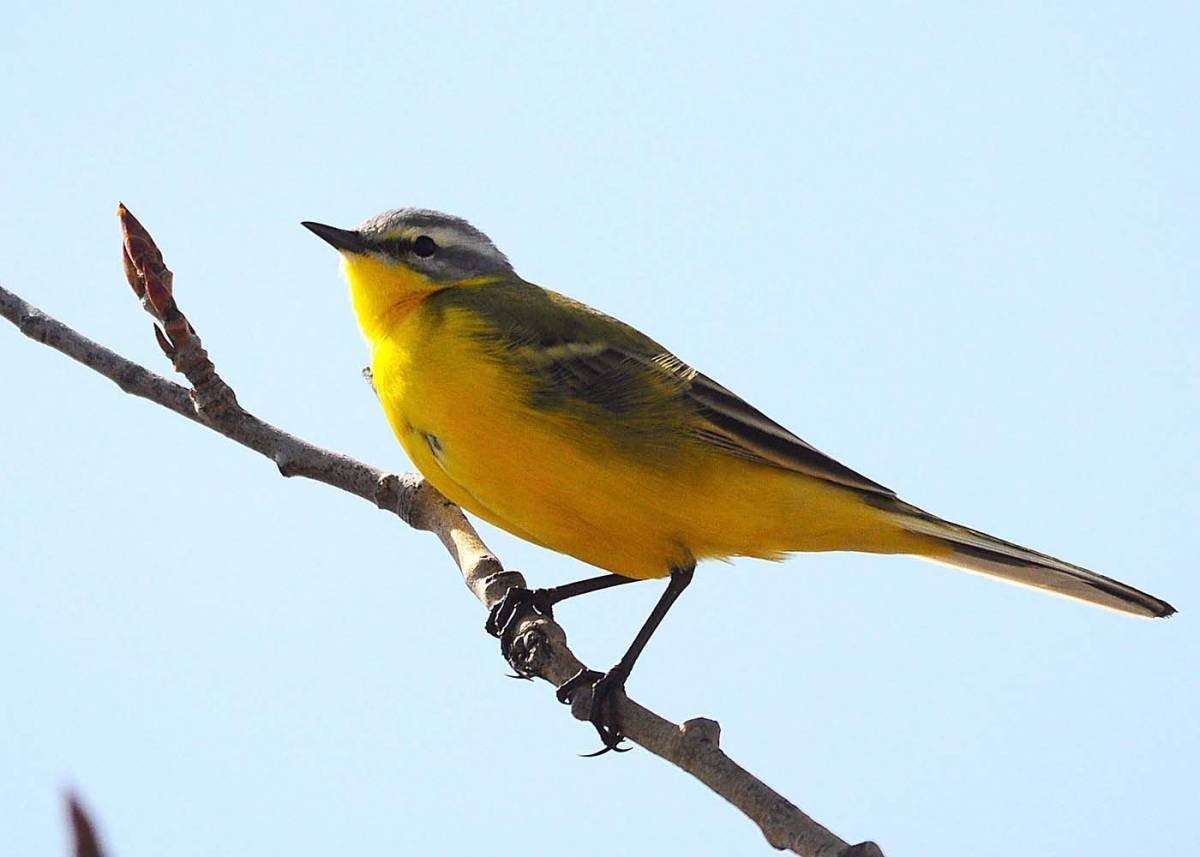 Название птички с желтой грудкой фото и название