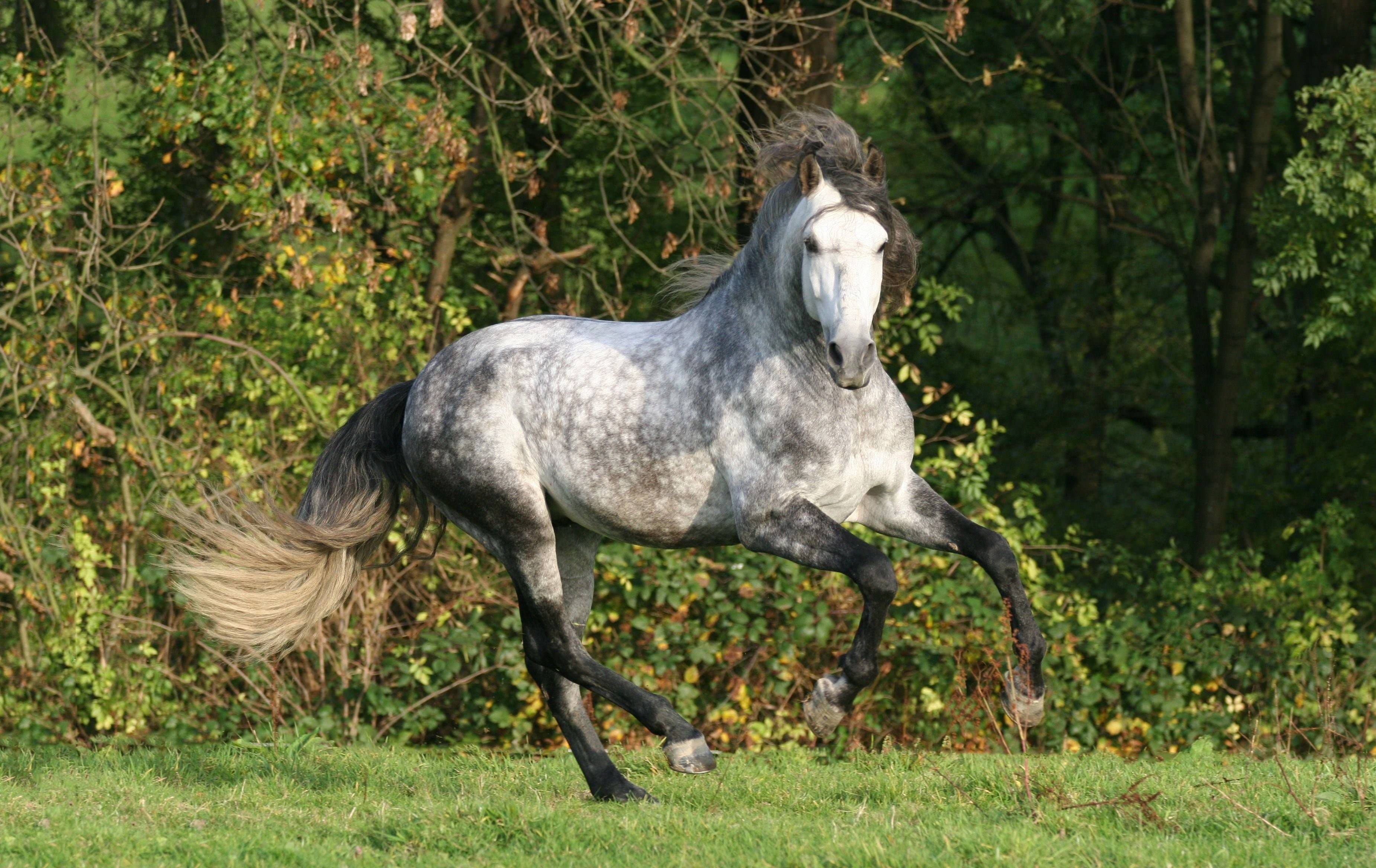 Серо черная лошадь. Андалузская лошадь серая. Андалузская лошадь Вороная. Лошадь породы Орловский рысак. Андалузская испанская лошадь.