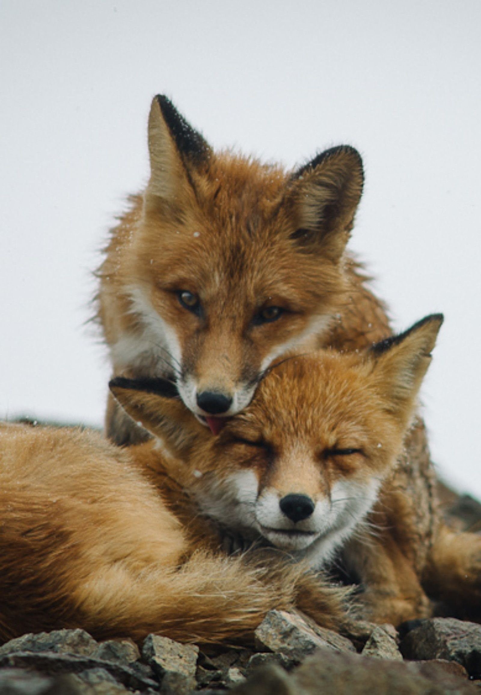 Red fox 2. Лиса. Лисы любовь. Влюбленные лисы. Две лисы.