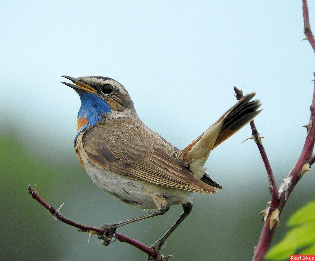 Певчие птицы калужской области фото с названиями