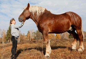 Лошадь советский тяжеловоз