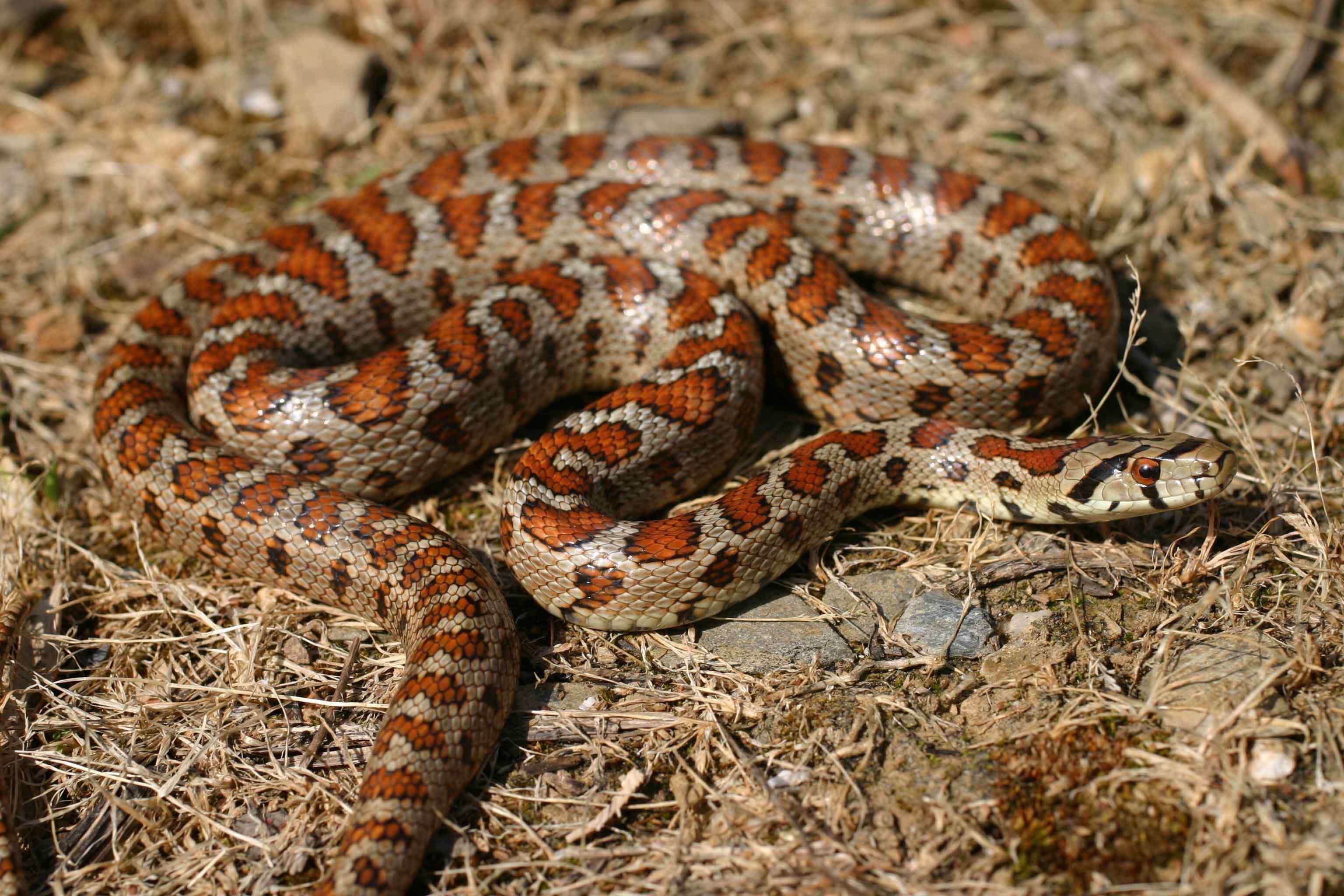 змеи в крыму виды фото и названия