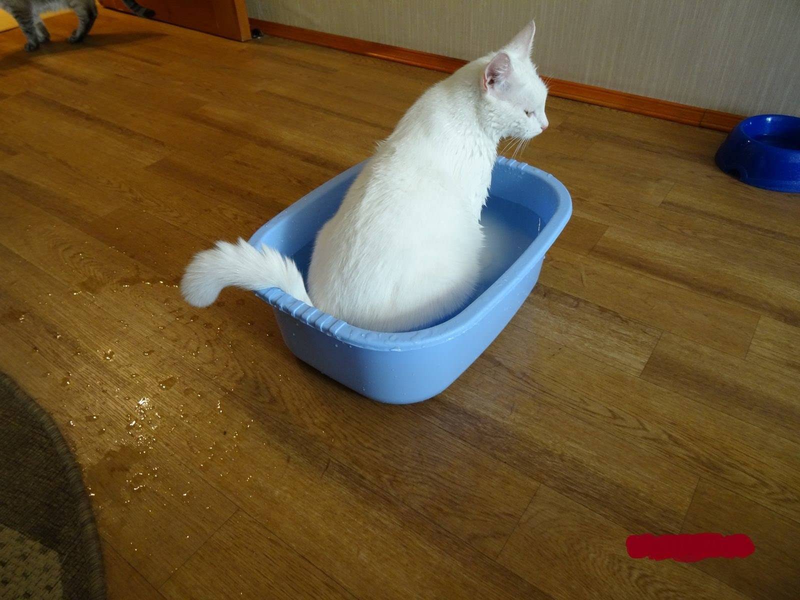 Котик в тазике с водой