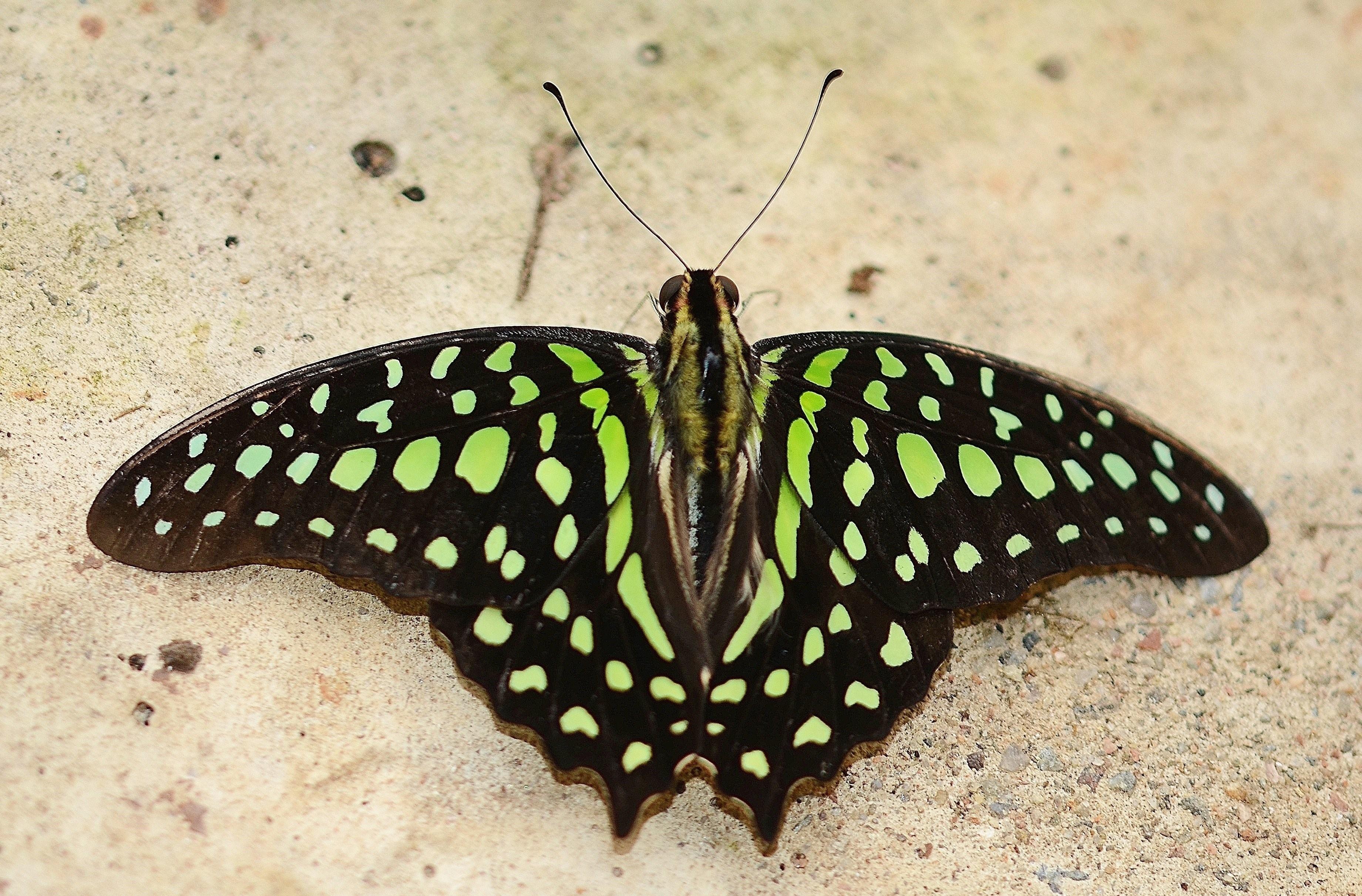 Черно зеленая бабочка. Зелёная Малахитовая бабочка. Siproeta stelenes. Бабочка крапчатый Арлекин.