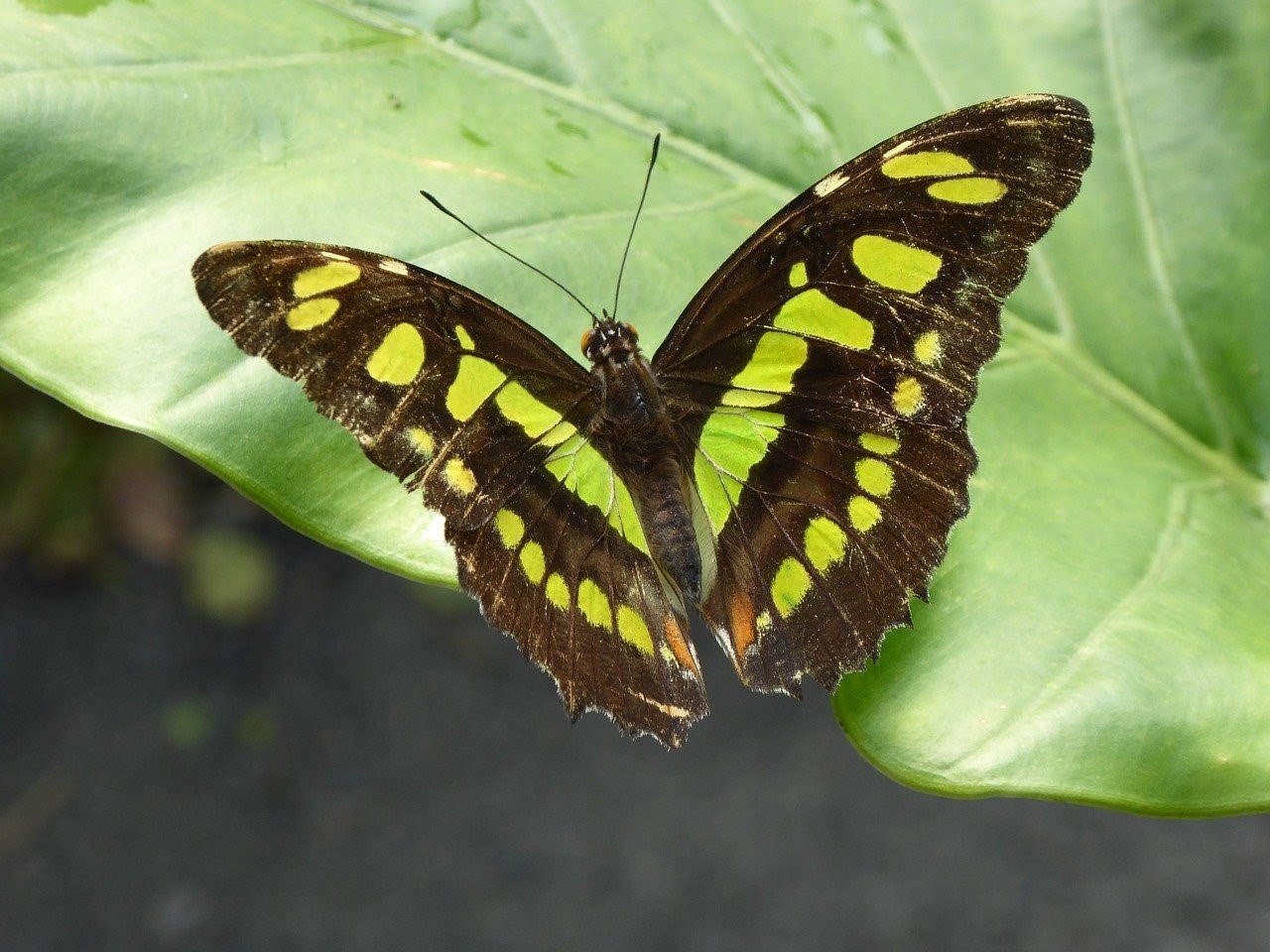 Черно зеленая бабочка. Зеленая бабочка. Бабочка зеленая с коричневым. Коричневая бабочка.