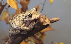 Жаба пресмыкающееся