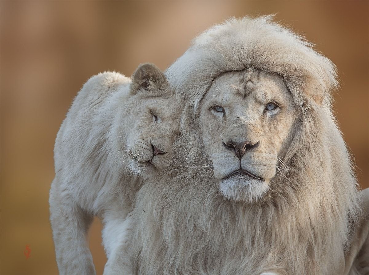 картинки для детей белого льва
