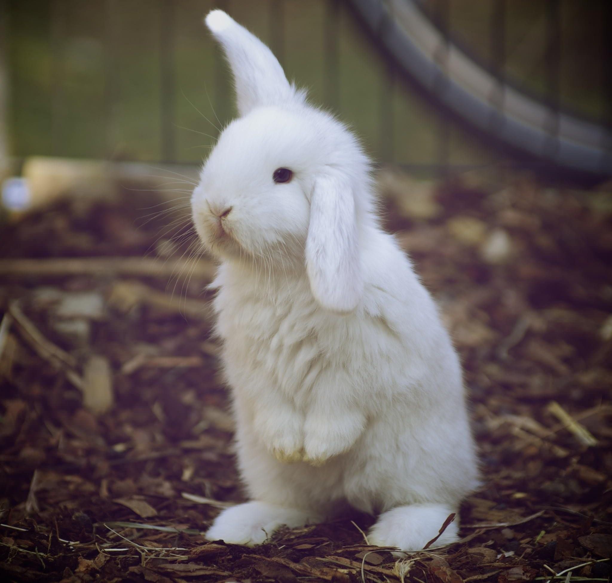 Bunny. Кролик альбинос. Белый кролик альбинос. Белый кролик декоративный альбинос. Пушистый зайчик.