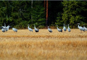 Журавли в поле