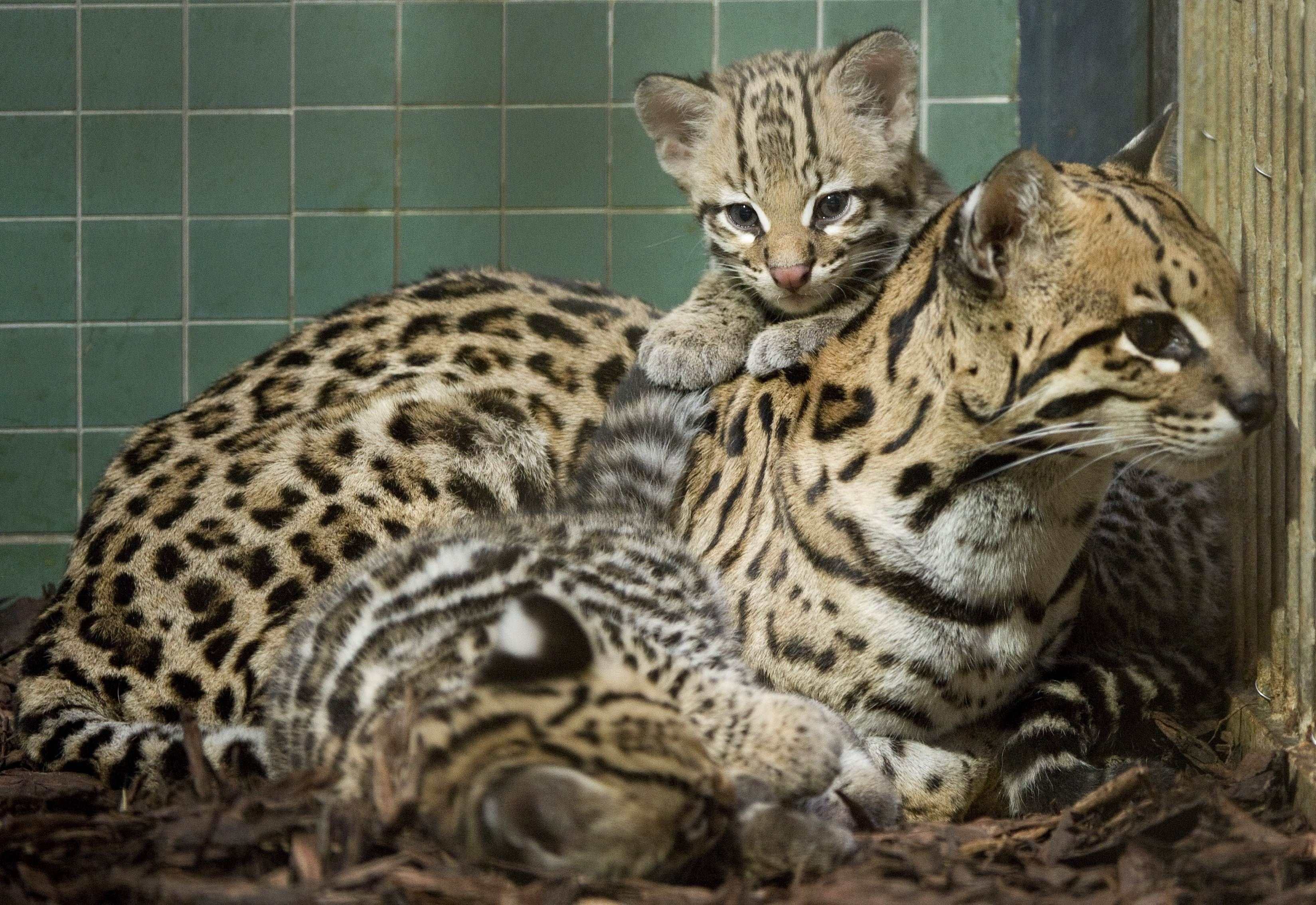 Оцелот. Оцелот кошка. Оцелот (leopardus pardalis). Оцелот и сервал. Карликовый леопард Оцелот.