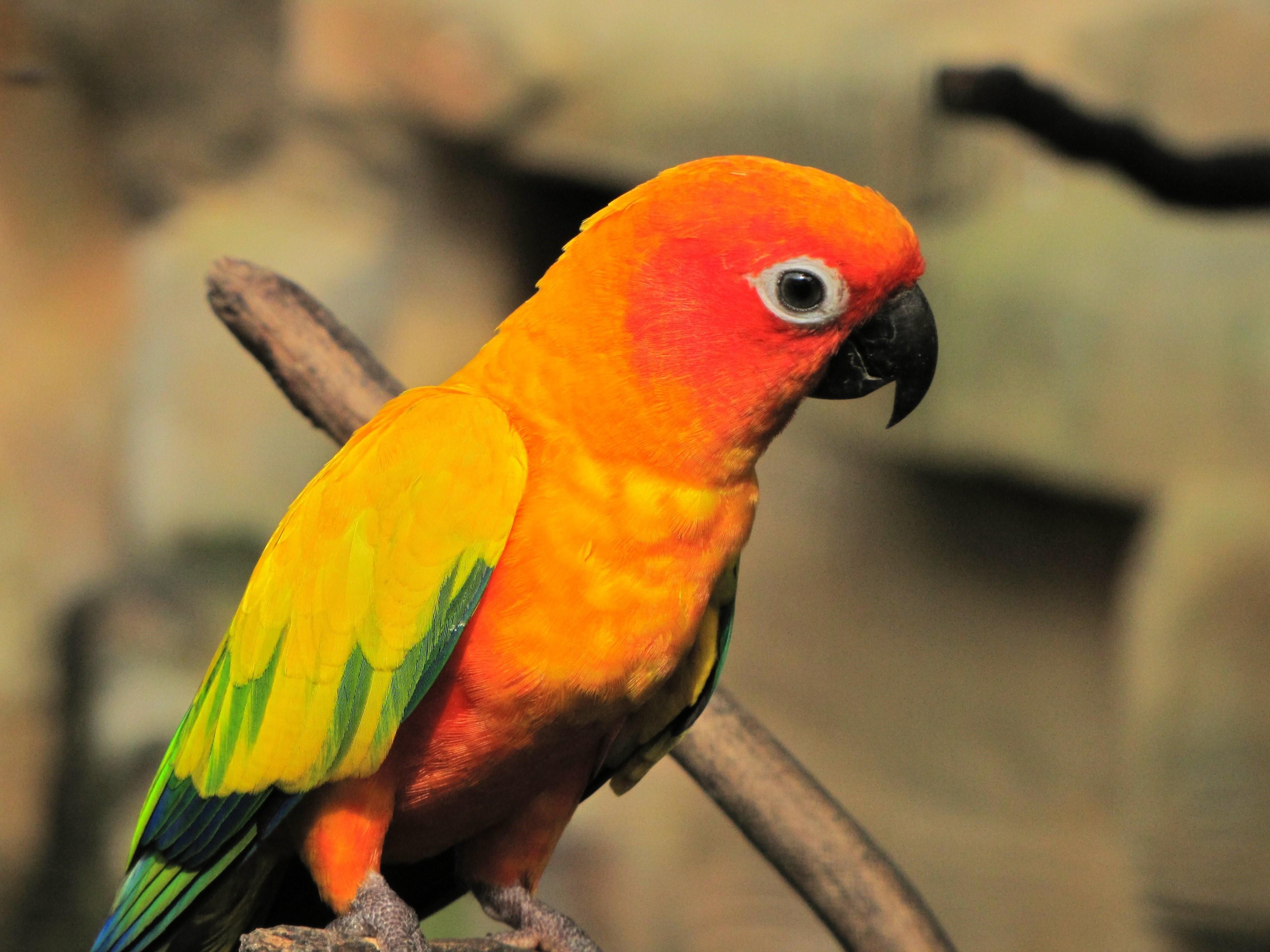 Каролинский попугай фото