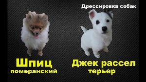 Шпиц и джек рассел