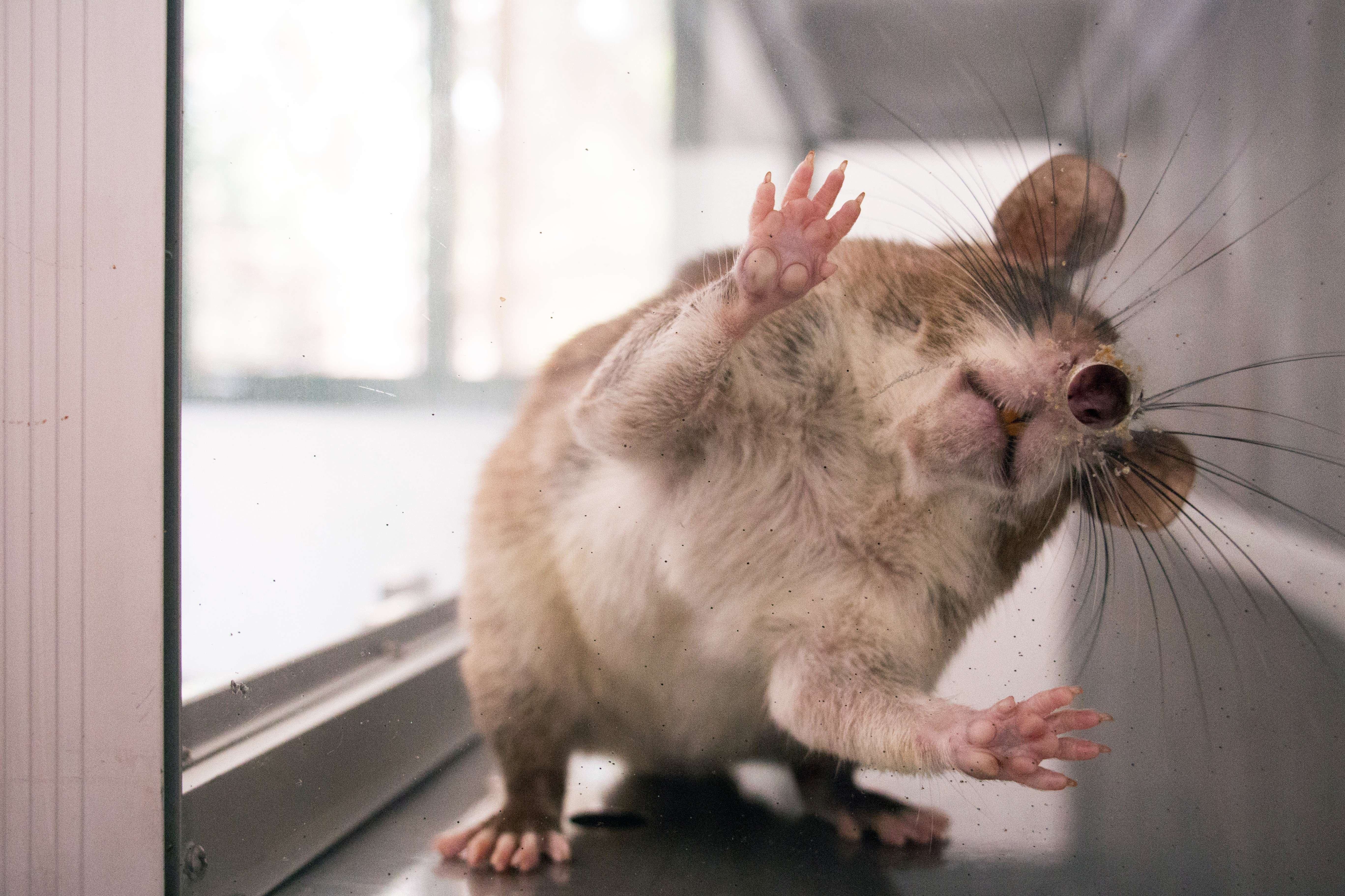 Картинки с крысами с надписями. Смешные крысы. Смешная мышь. Смешные мышки. Мышь прикол.