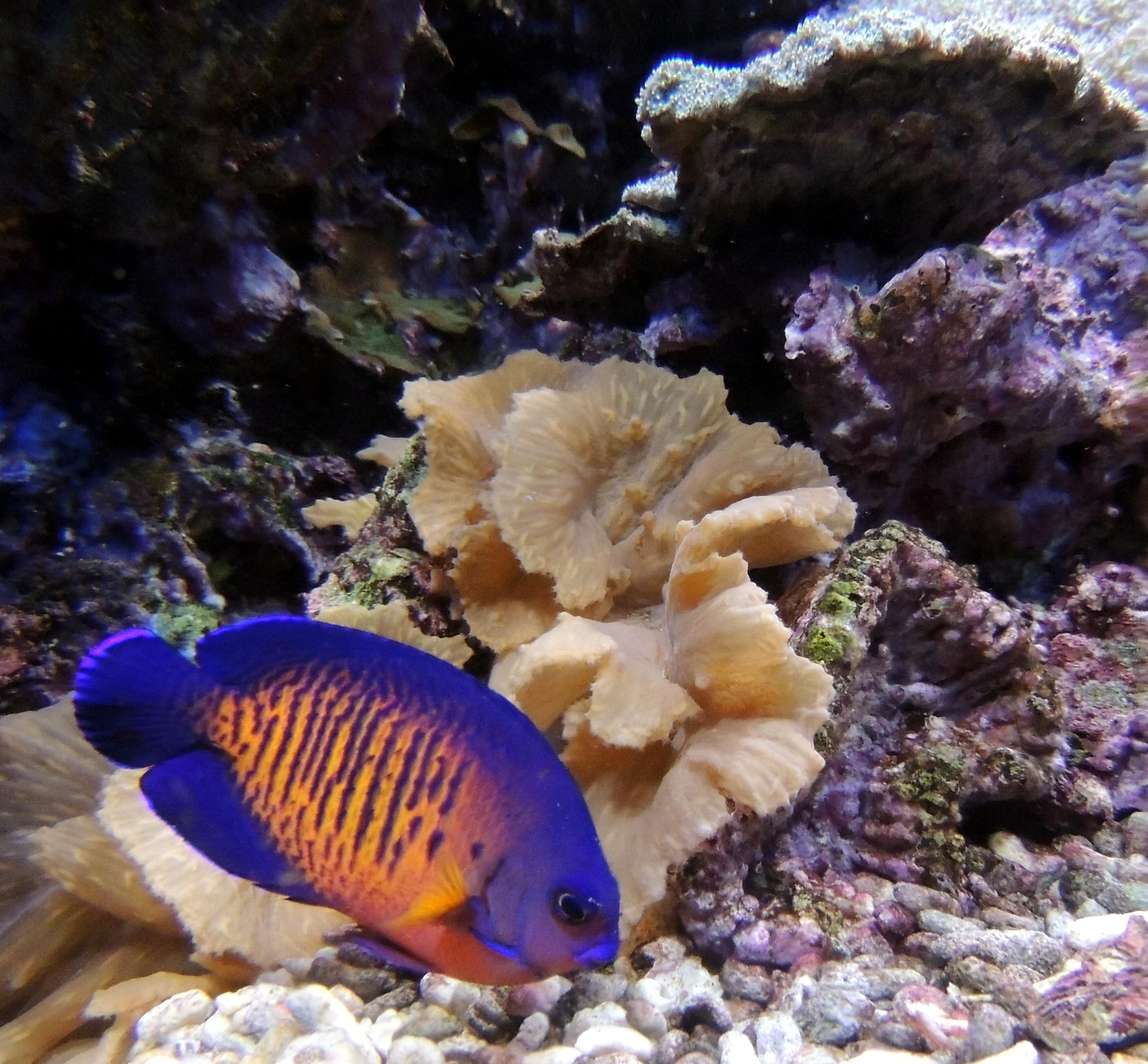 Рыбка коралловых рифов. Рыба бабочка рифовая. Тропические рыбки коралловый риф. Тай риф аквариумная рыбка. Коралловая гаррупа.