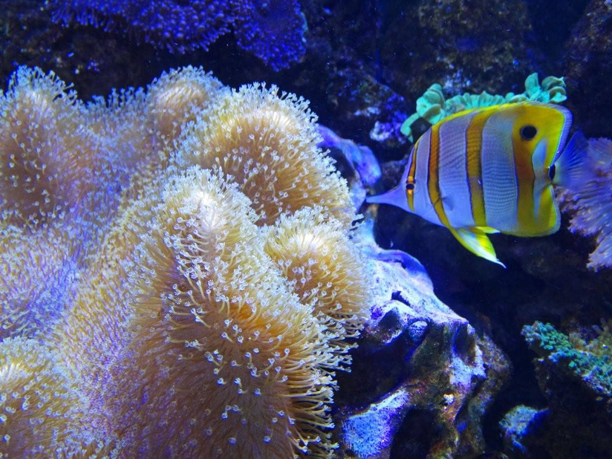 Рифовые рыбки красного моря. Рыба бабочка коралл коралловое. Барьерный риф Австралии рыба бабочка. Рыбы кораллового рифа.