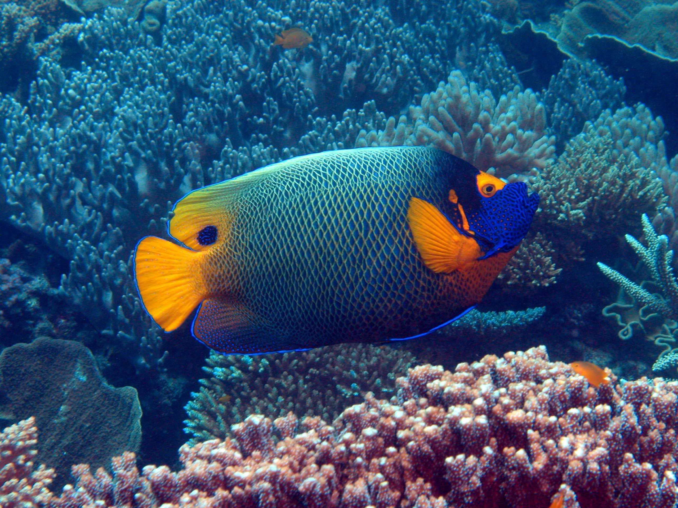 Рыбка коралловых рифов
