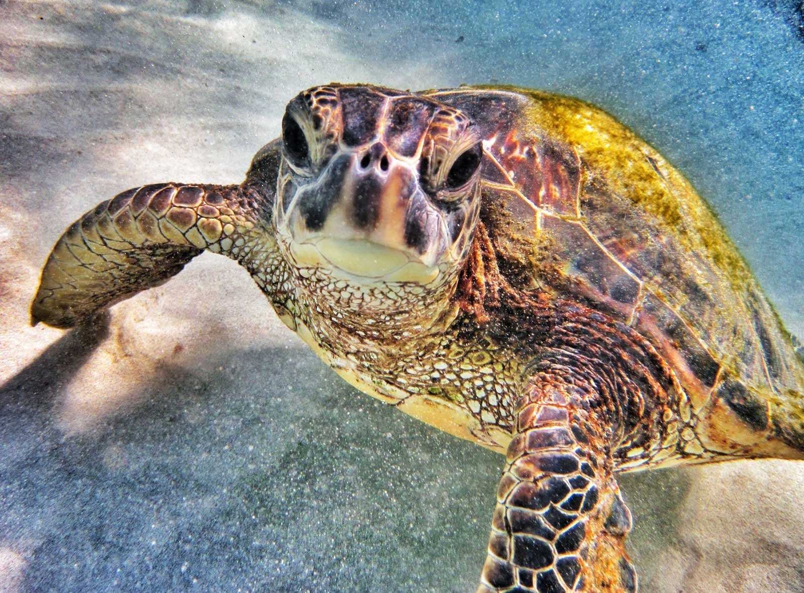Скорость морской черепахи